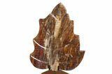 Polished Petrified Wood (Araucaria) Leaf with Stand - Madagascar #339448-1